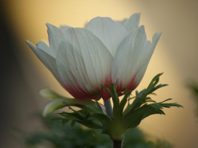 anemone-002.jpg