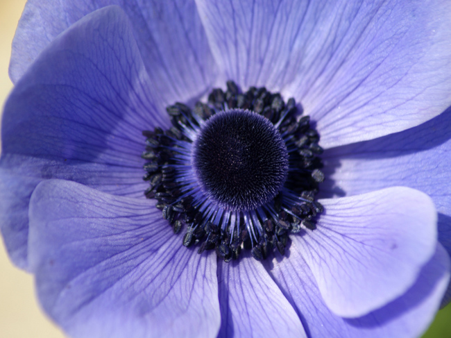 anemone-05.jpg