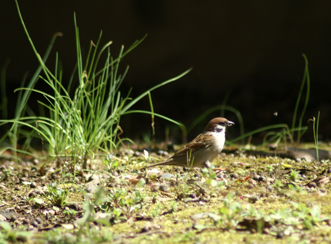 sparrow-01.jpg
