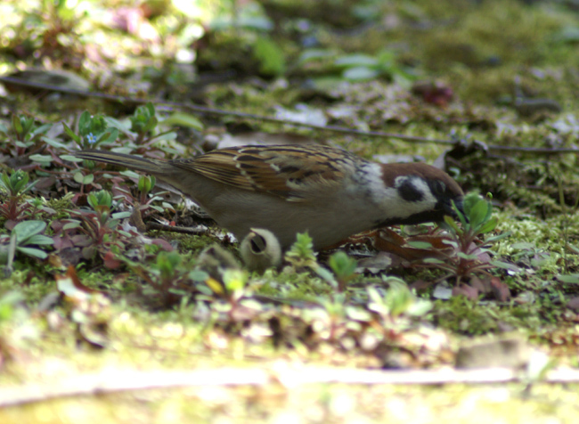 sparrow-08.jpg