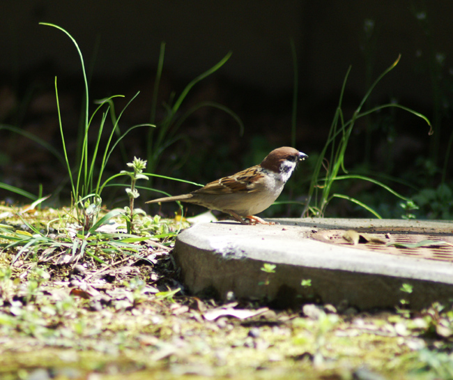 sparrow-03.jpg