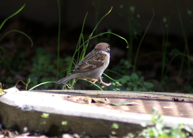sparrow-04.jpg