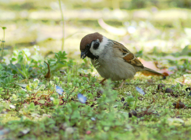 sparrow-05.jpg