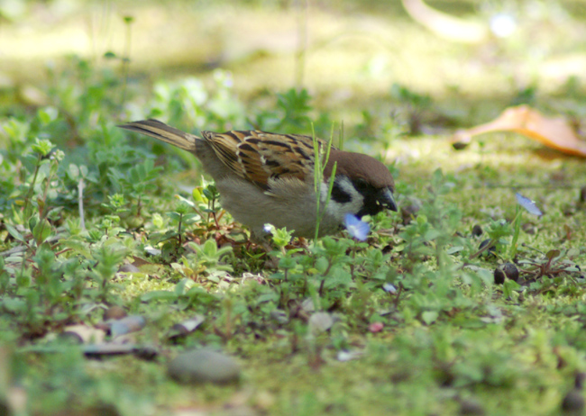 sparrow-06.jpg