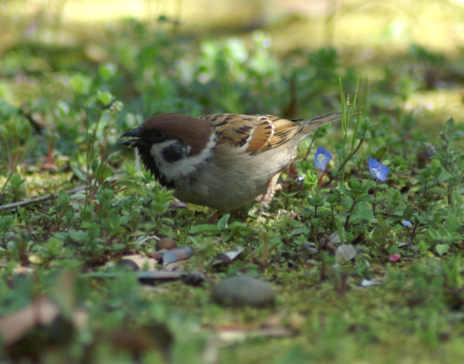 sparrow-07.jpg