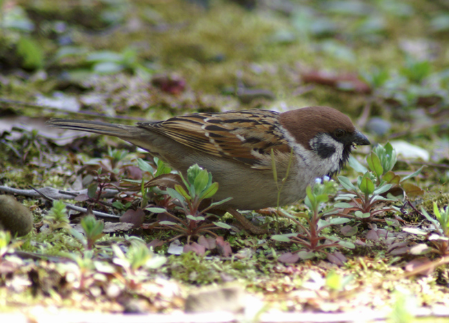 sparrow-1.jpg