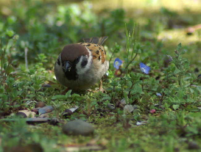 sparrow-10.jpg