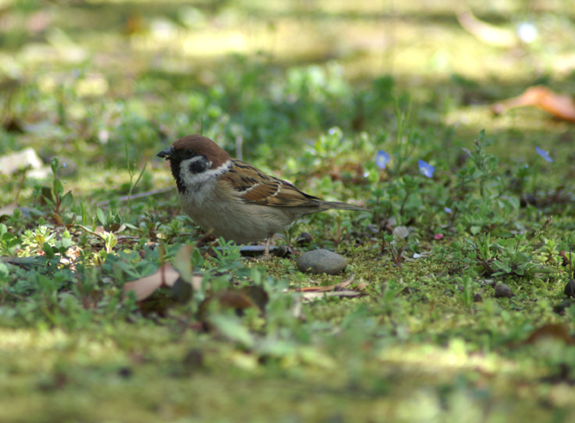 sparrow-11.jpg