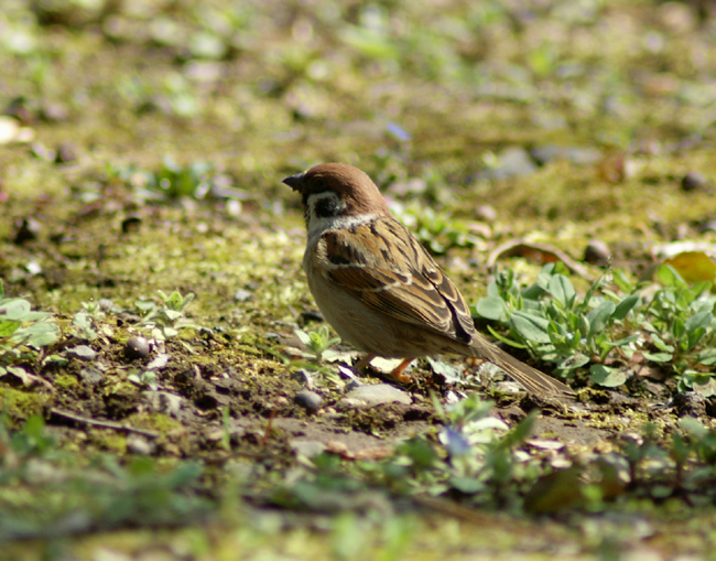 sparrow-12.jpg